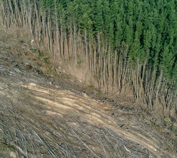 aerial view of clear cut in pine forest in Australia