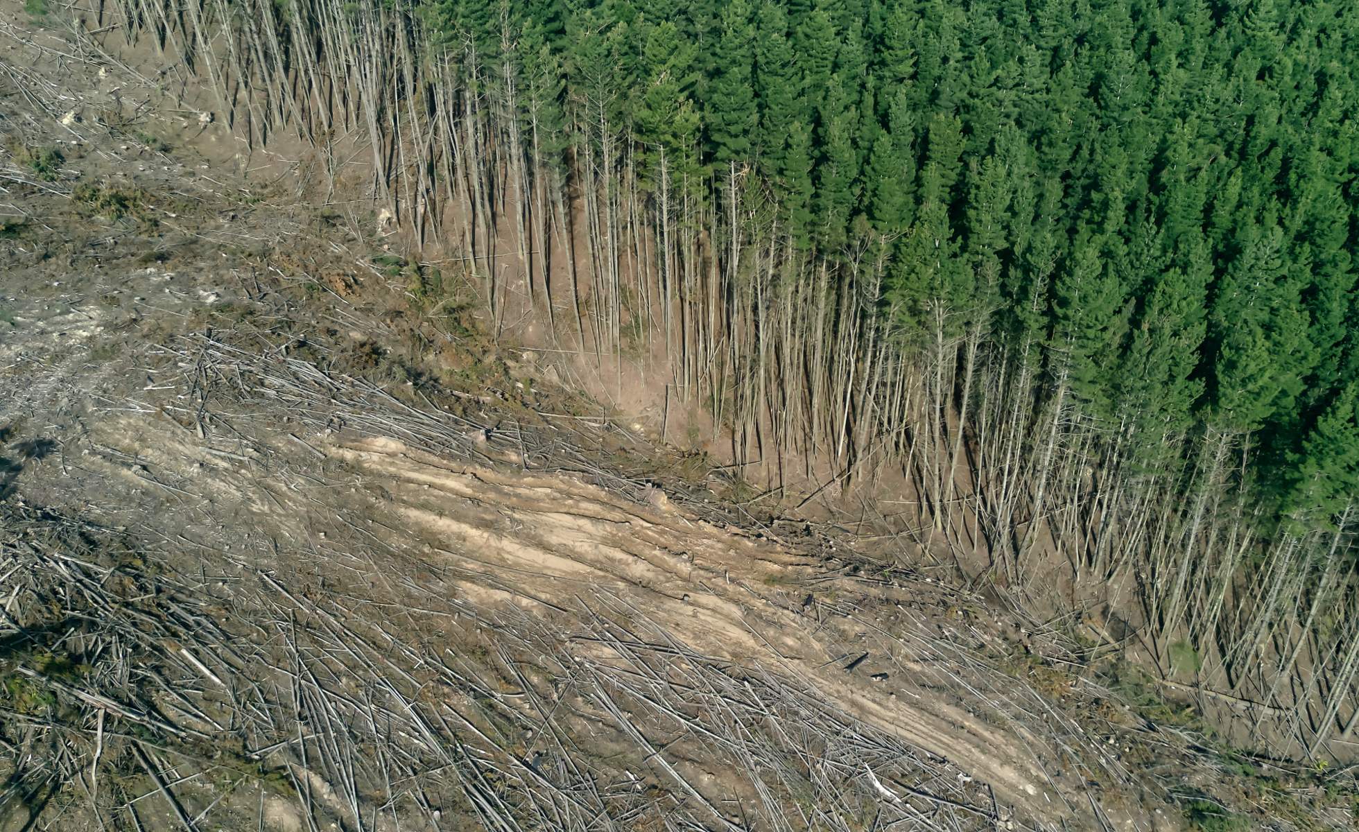 aerial view of clear cut in pine forest in Australia