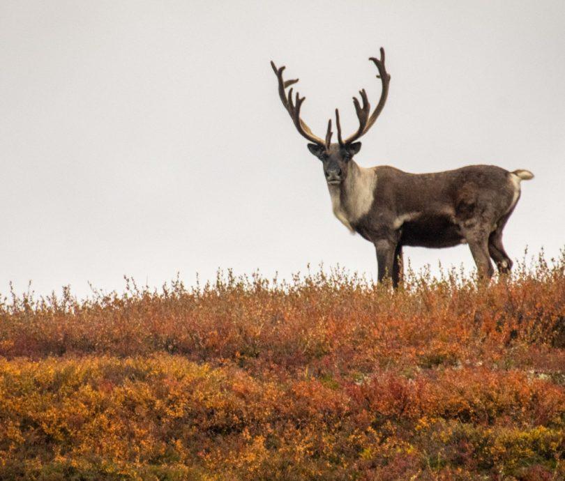 Caribou standing on hill, looking directly at