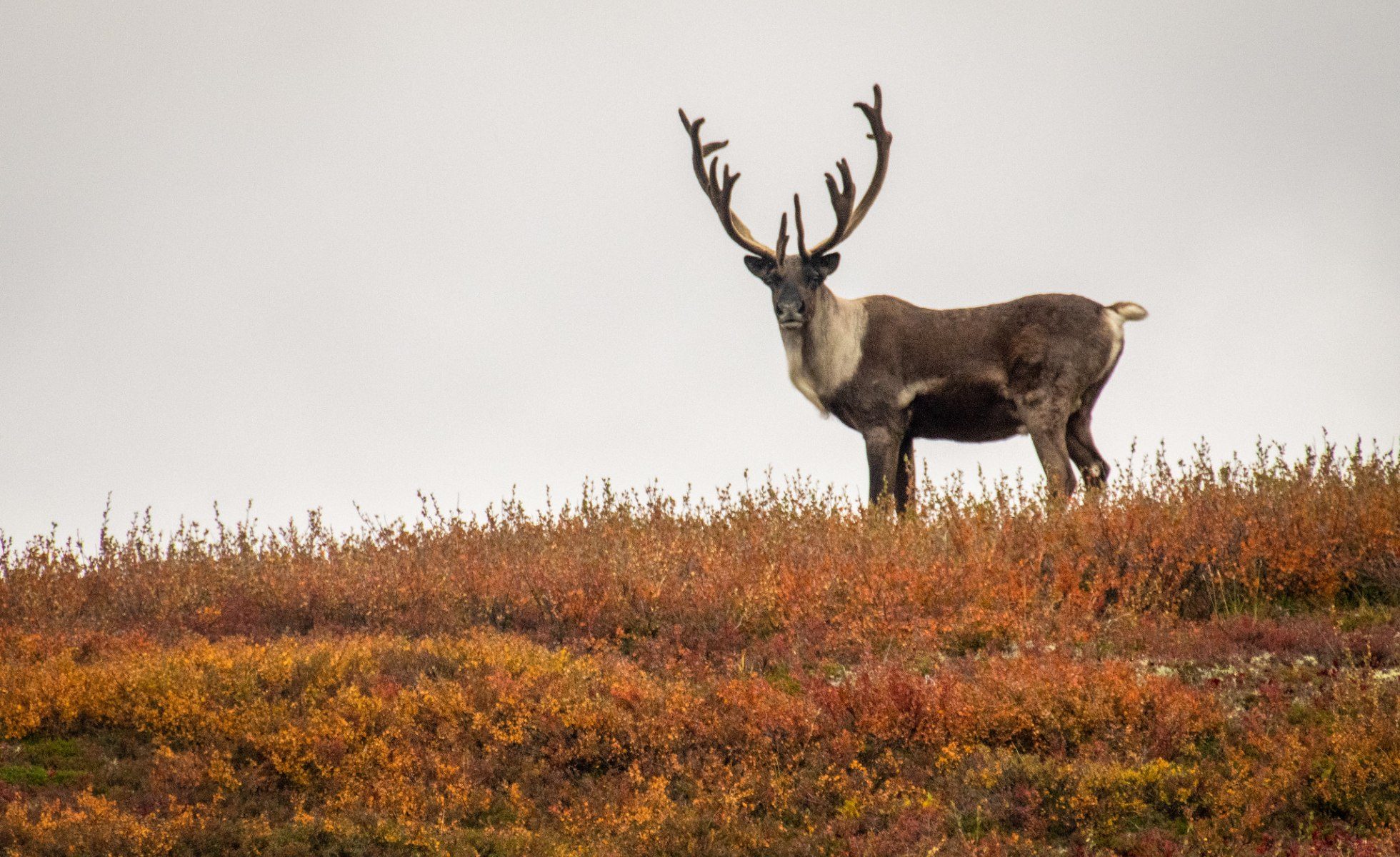 Caribou standing on hill, looking directly at