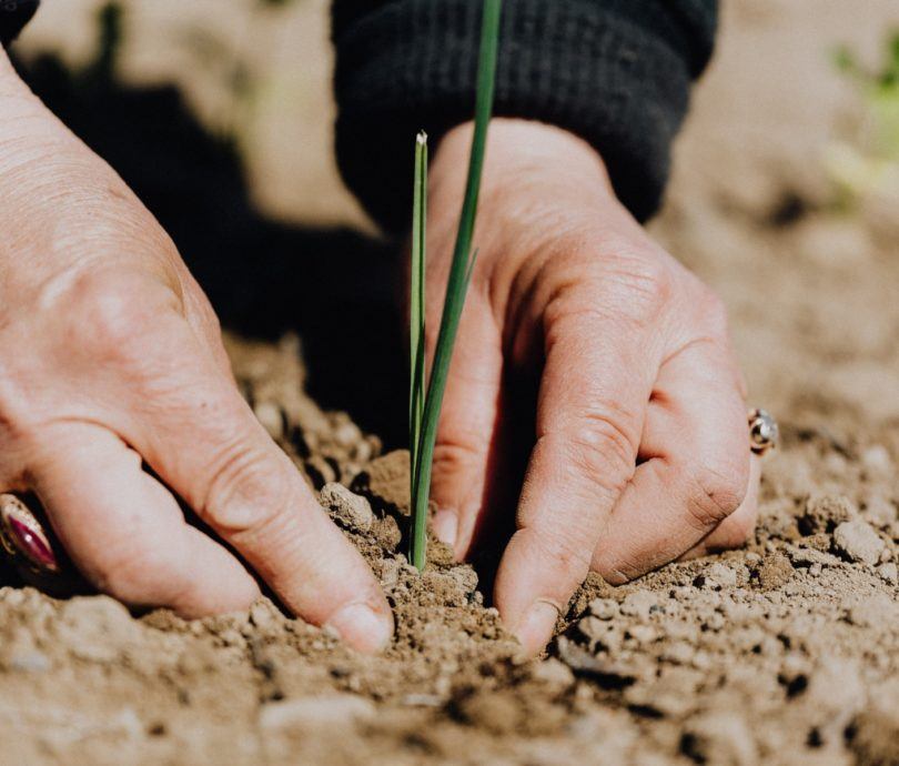 Close up of person putting a slender plant