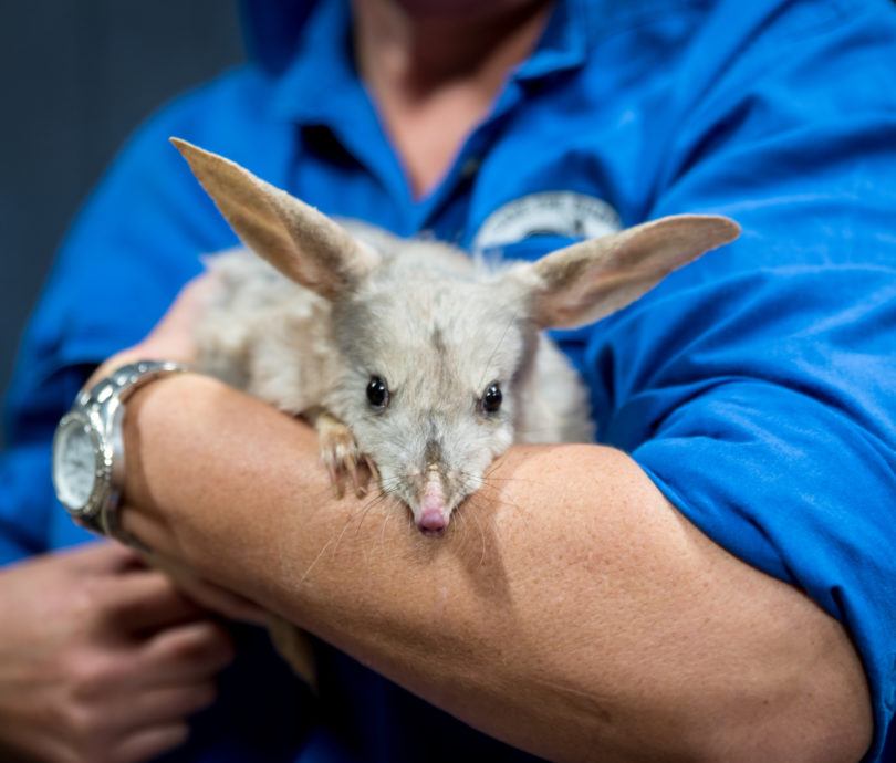 Grey and white Australian billby