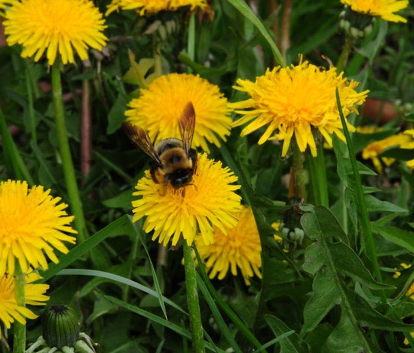 A bee on a dandelion, in dandelion filled yard.
