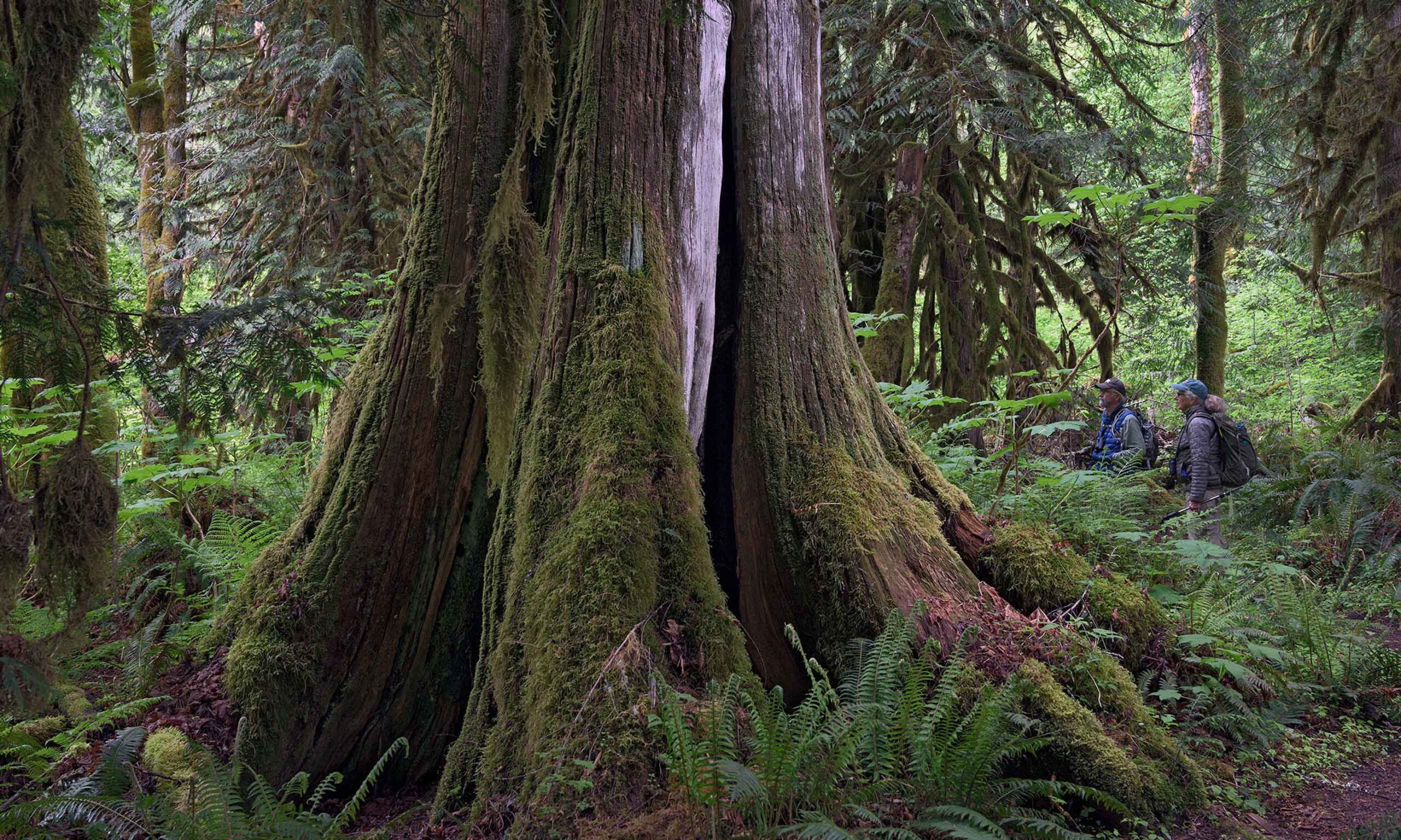 Protect B.C.’s old-growth forests from logging! - David Suzuki Foundation