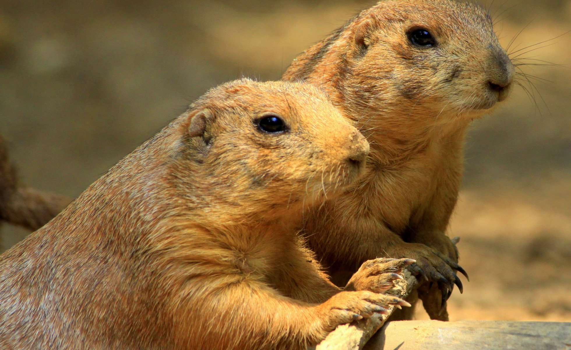 Close up of two black-tailed prairie dogs