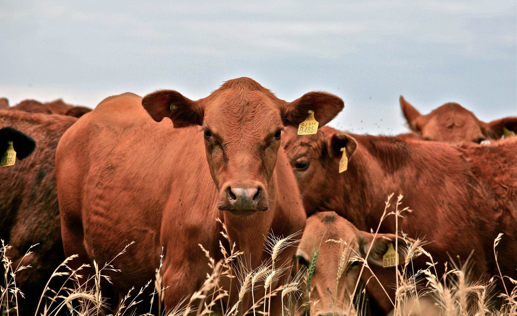 Several cattle standing in a grain field. One is looking directly at camera.