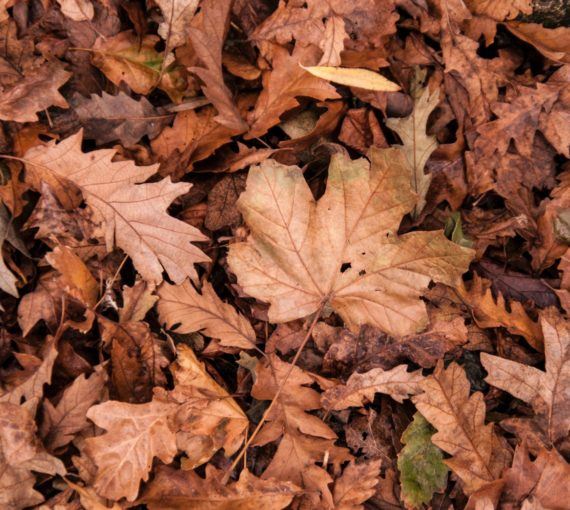 Close up photo of brown, autumn leaves on the ground.