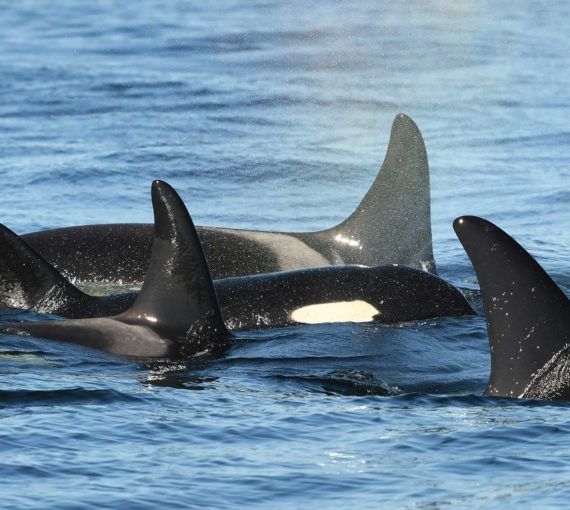 Protect orcas from whale-watching and fishing boats