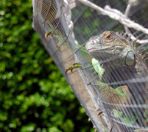 Close up show of a caged lizard. The creature is clinging to the caging, and there is a lush green background behind them.