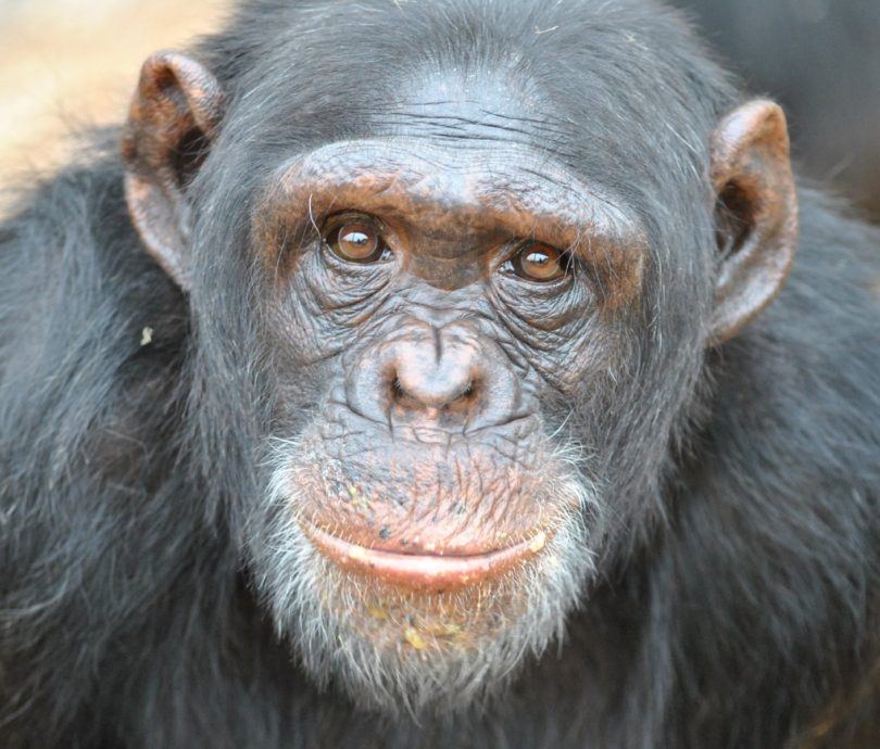 Chimpanzee looking directly at camera