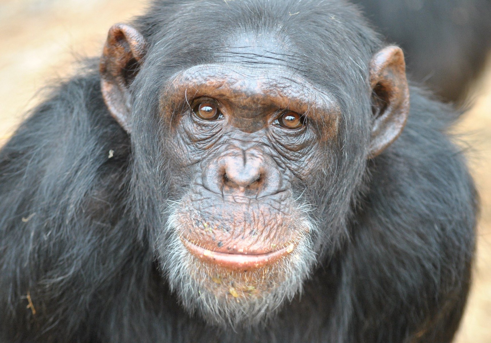 Chimpanzee looking directly at camera