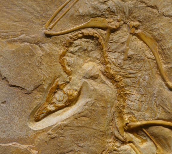 Close up photograph of a dinosaur fossil on rough stone formation