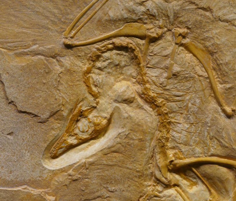 Close up photograph of a dinosaur fossil on rough stone formation