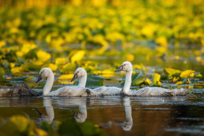 three swan cygnets swimming in brown water