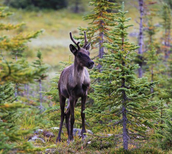 Protect caribou habitat in Ontario before it’s gone