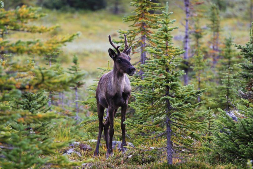 Protect caribou habitat in Ontario before it’s gone