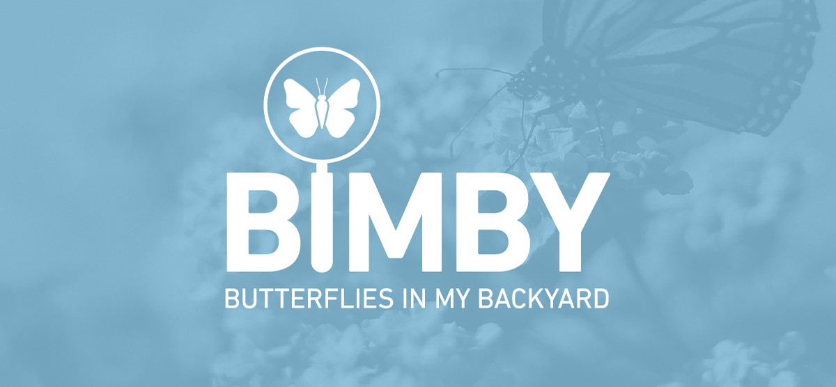 BIMBY Butterflies in my backyard