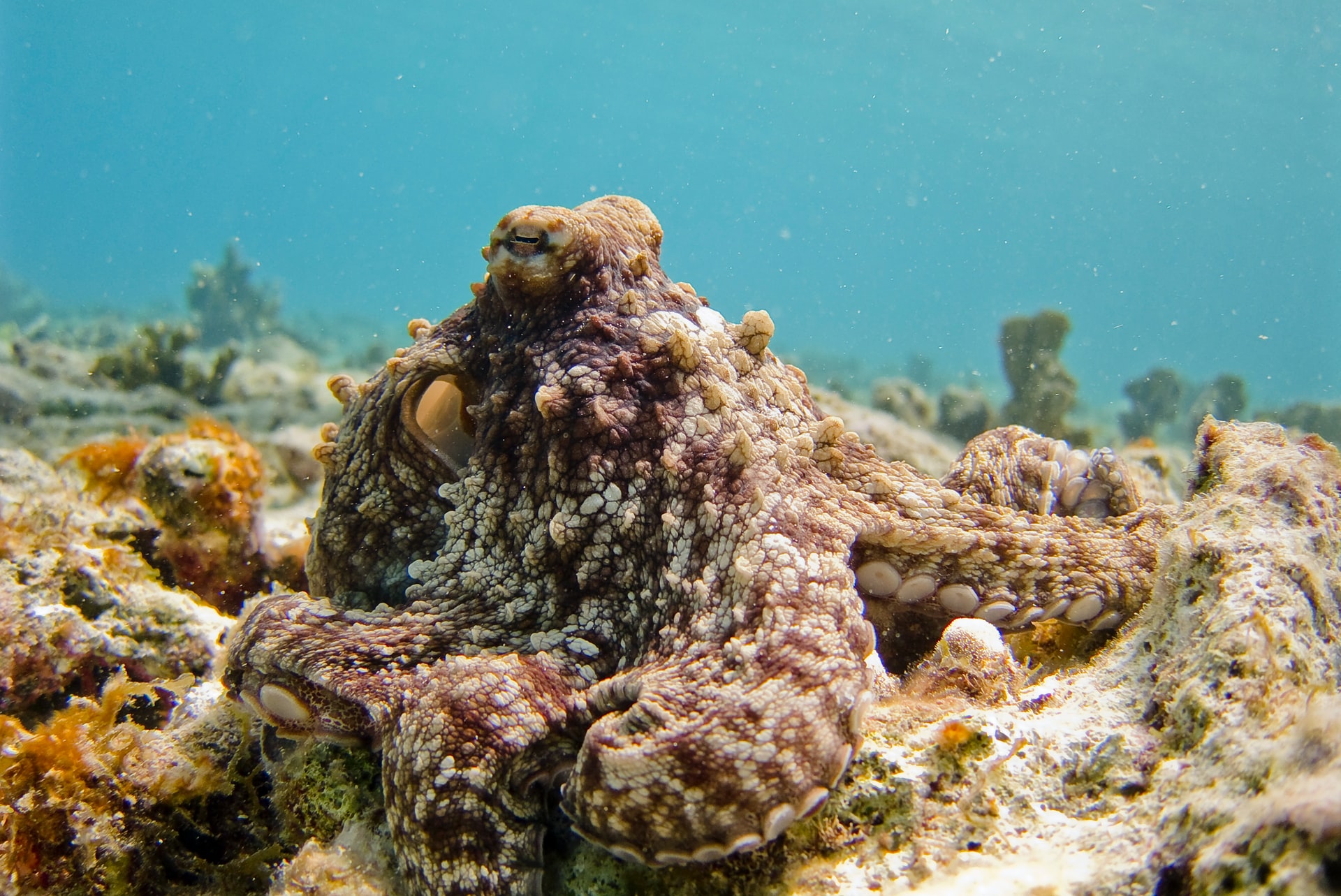 Brown octopus with full camouflage.