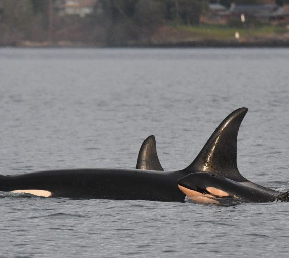 Southern resident orca mom and baby