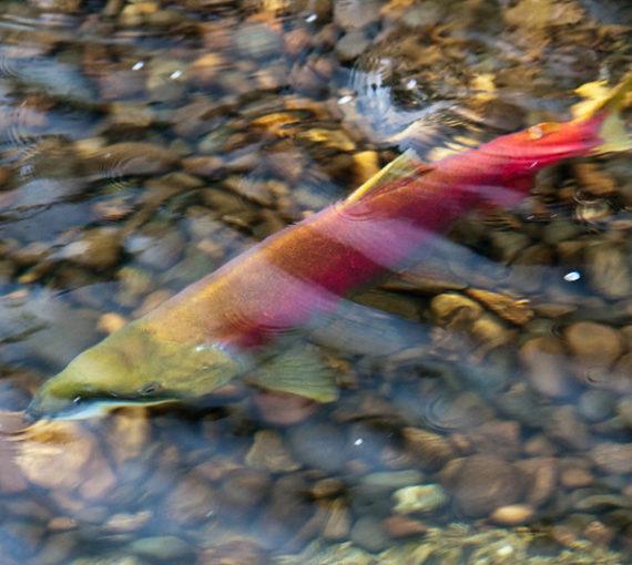 Salmon swimming underwater during the day
