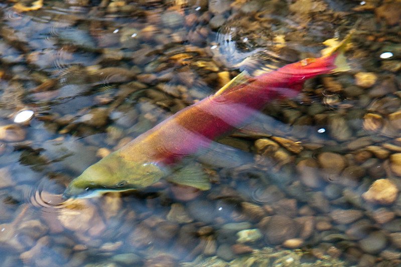 Wild salmon swimming