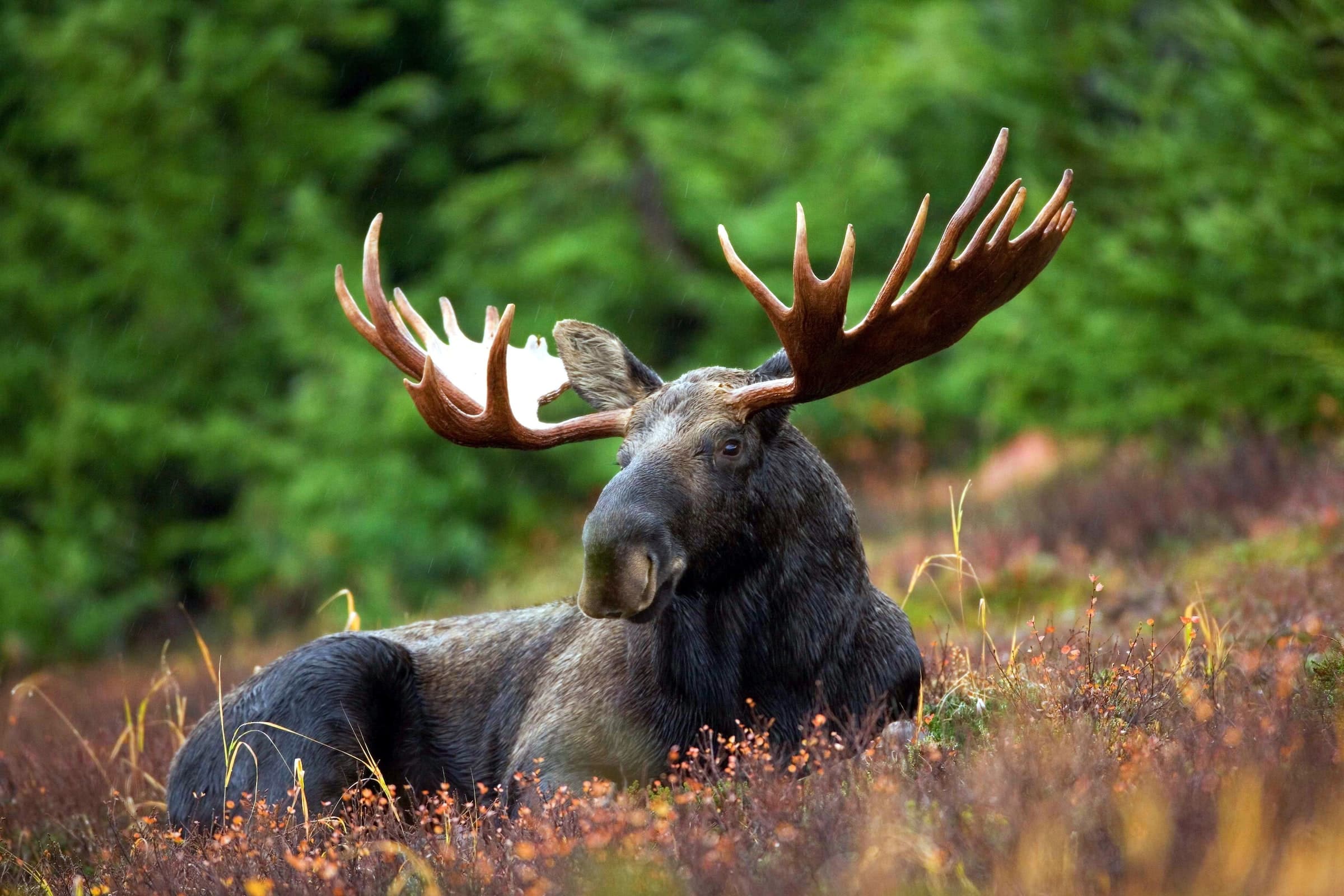 Black moose in field