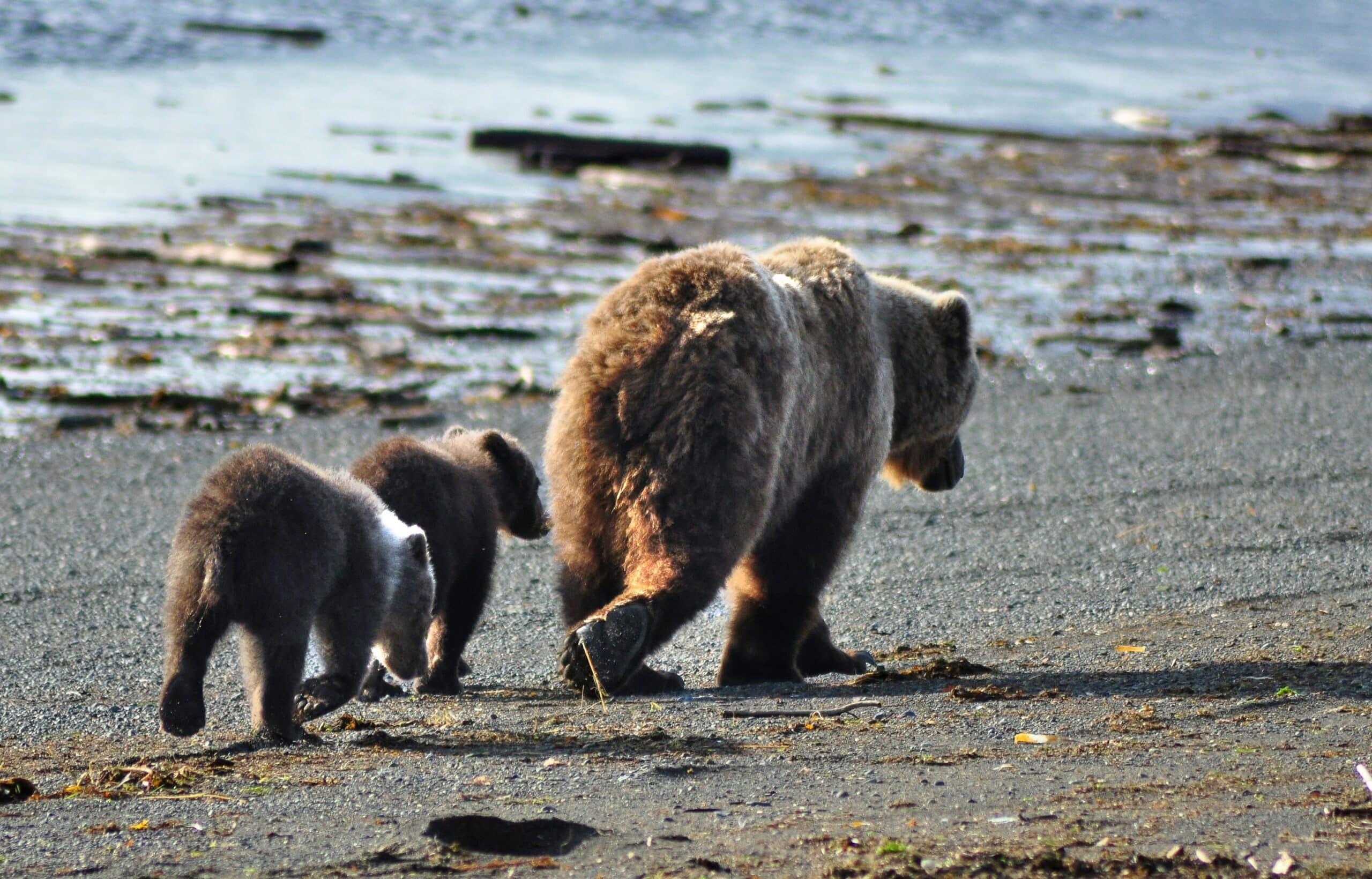 Three bears walk along the shore