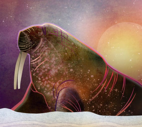 Holiday cards art walrus