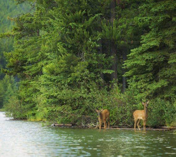 Two deers stand along a river bank