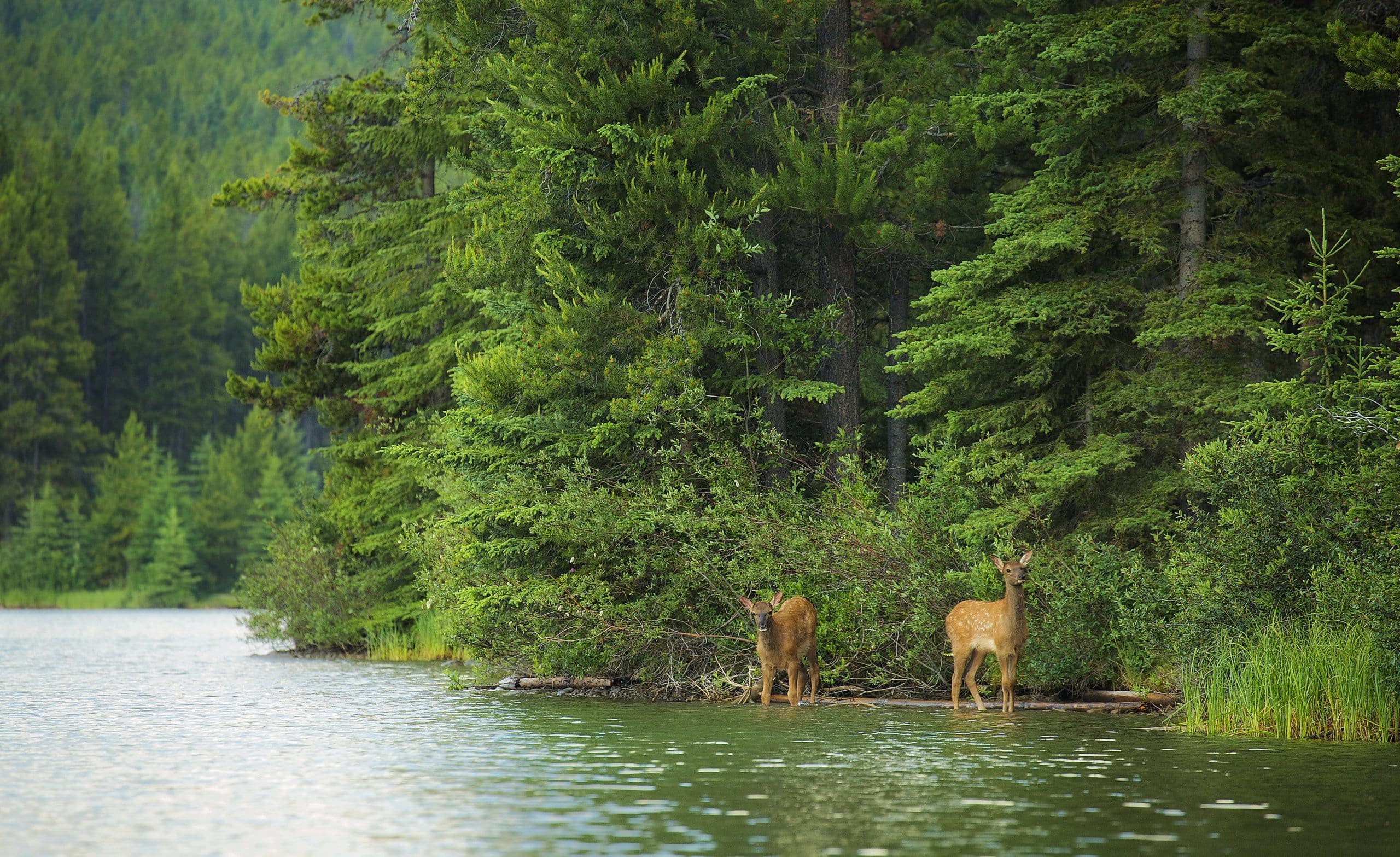 Two deers stand along a river bank
