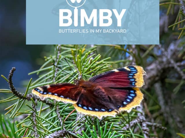 Butterflies in My Backyard (BIMBY) — The Great B.C. Butterfly