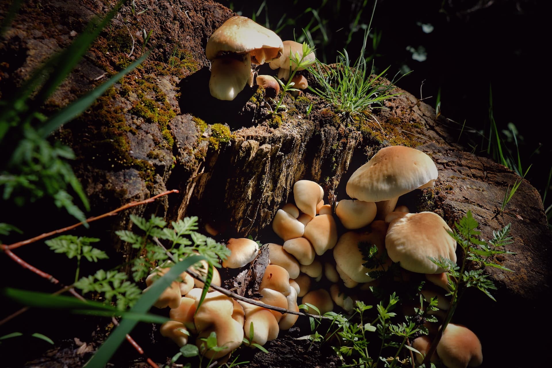 Mushrooms grow in a forest