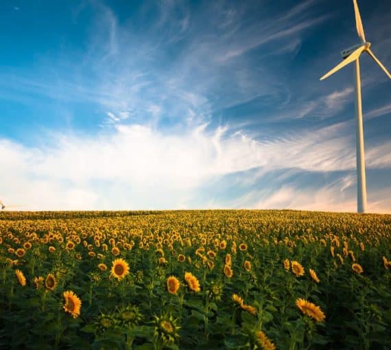 White wind turbine against a blue sky and field of sunflowers