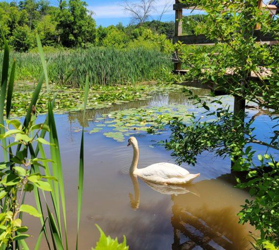 Swan in an natural water habitat