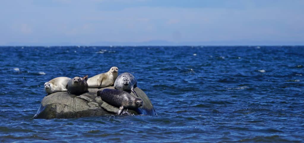 Seals laying on rock in ocean