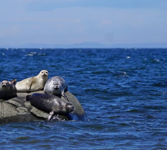 Seals laying on rock in ocean