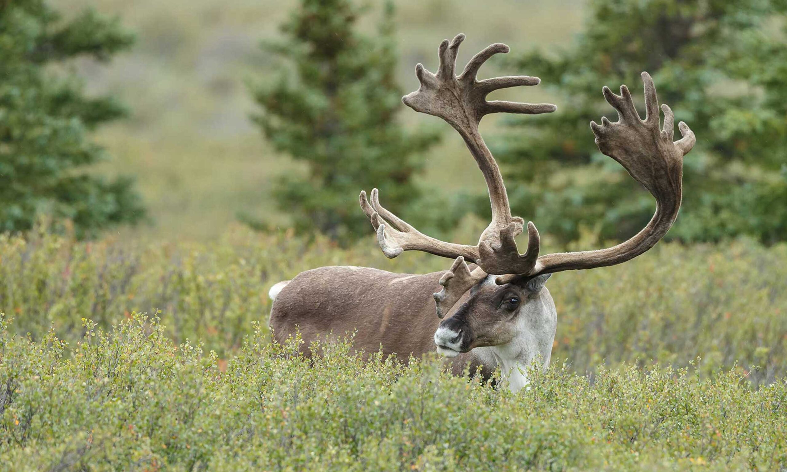 Caribou перевод. Американские Северные олени Карибу. Лесной олень Карибу Канада. Северный олень Карибу. Канада Северный олень Карибу.