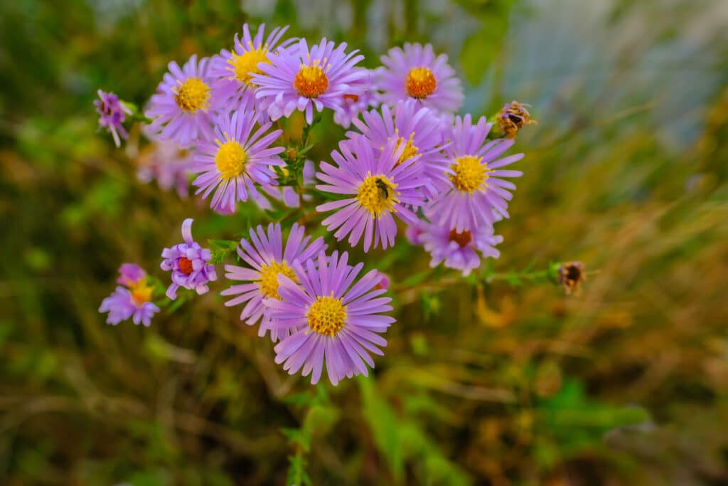 Attract pollinators in Ontario with native New England aster.