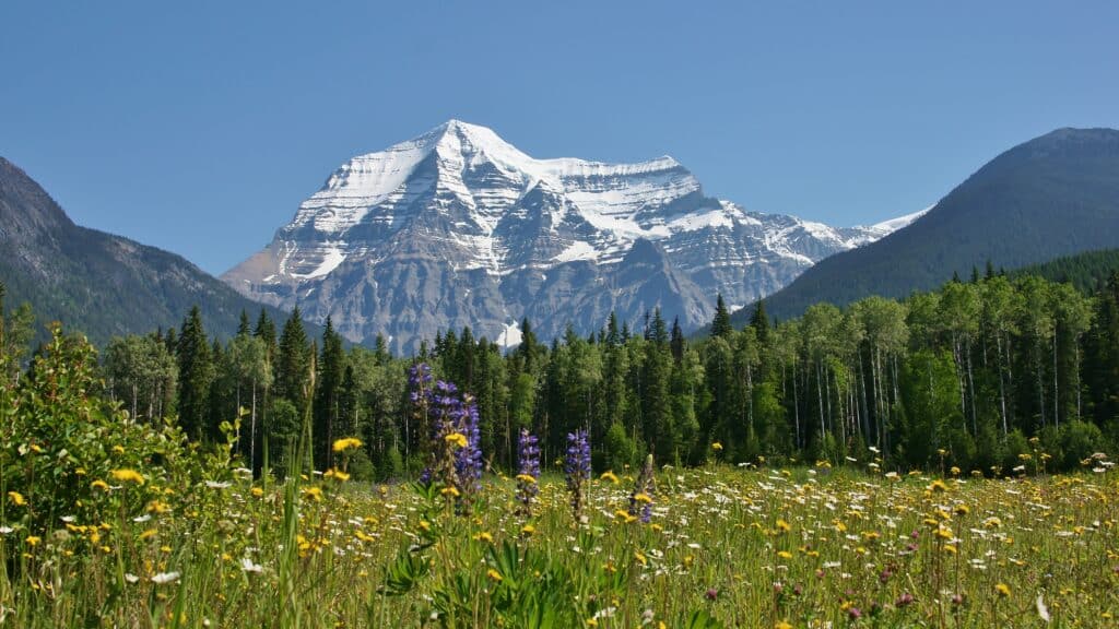 Wildflowers by Mount Robson