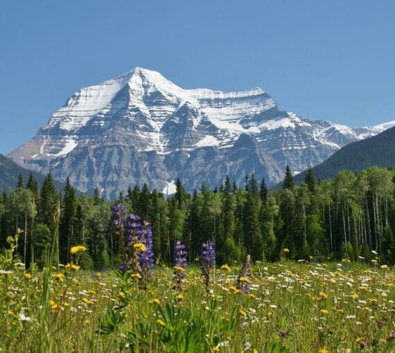 Wildflowers by Mount Robson