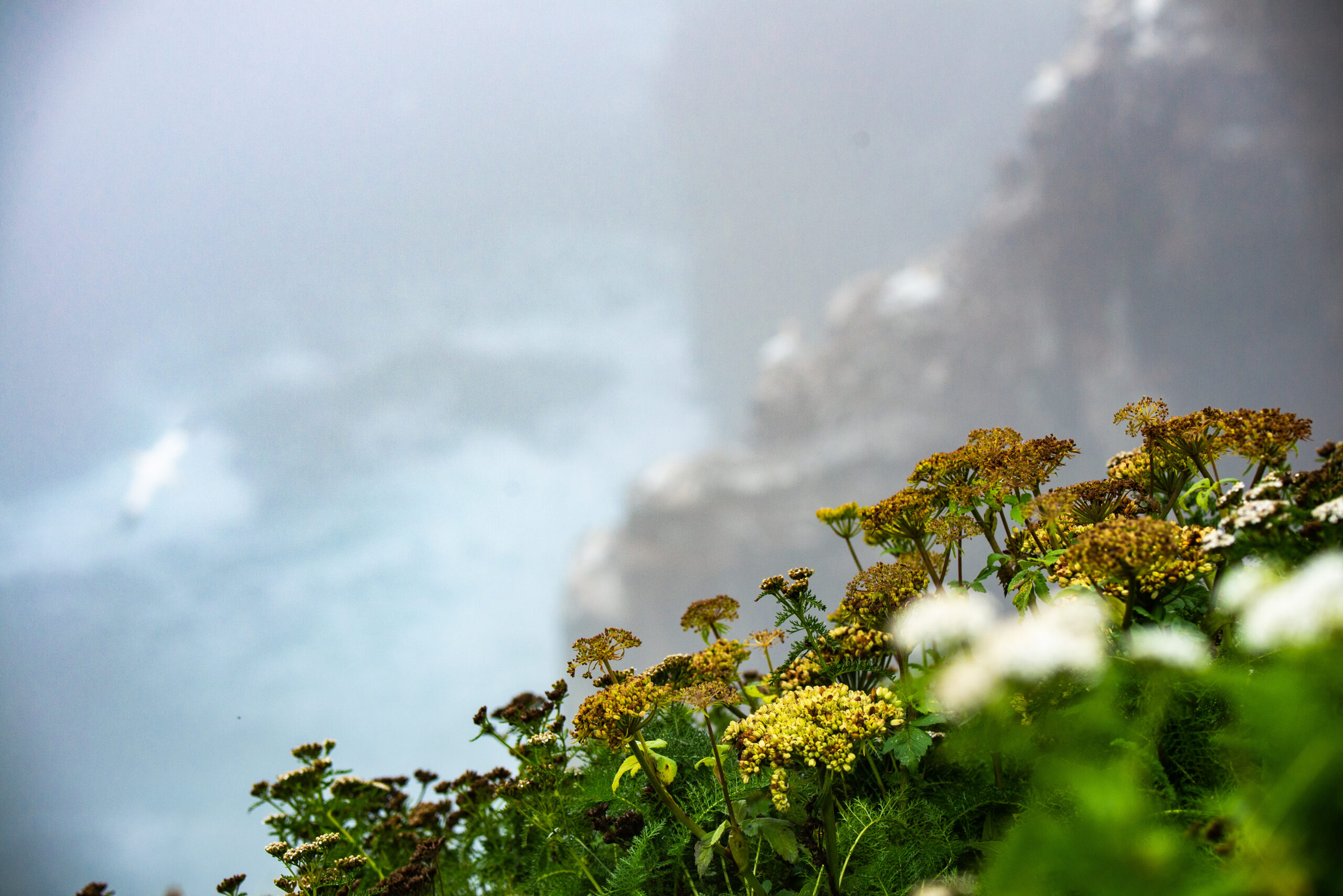 Atlantic Canada's Wildflowers and Other Plants