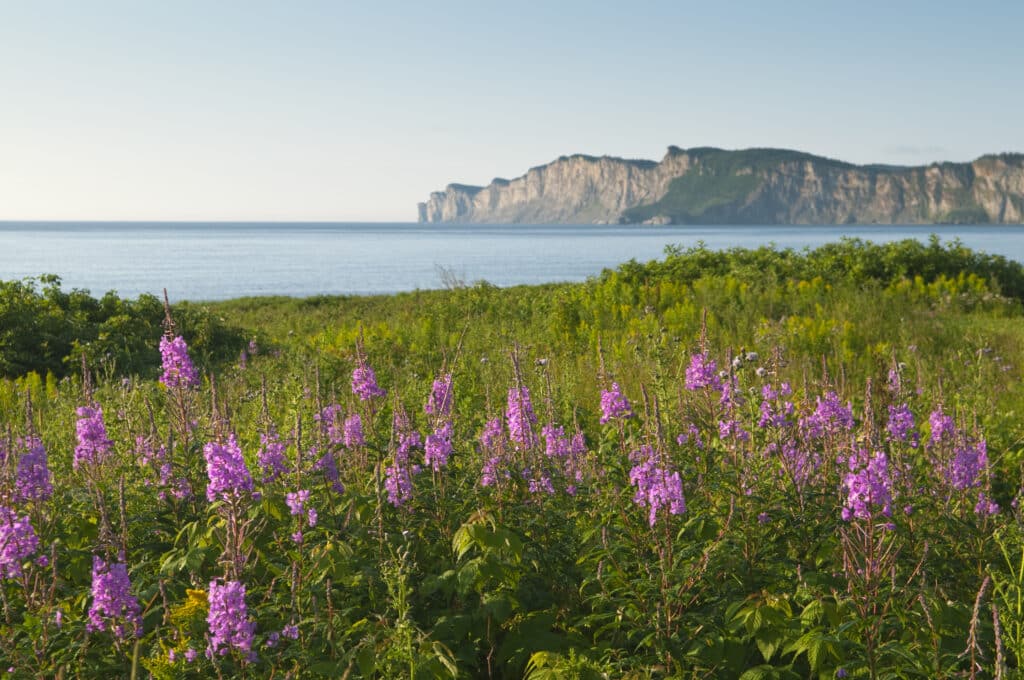 Fireweed, a wildflower native to Quebec