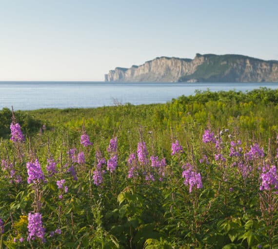 Fireweed, a wildflower native to Quebec