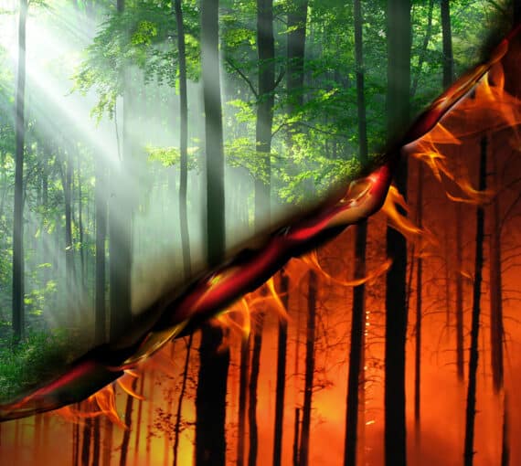 Image depicting green forests but the photo is burning to reveal a forest fire.