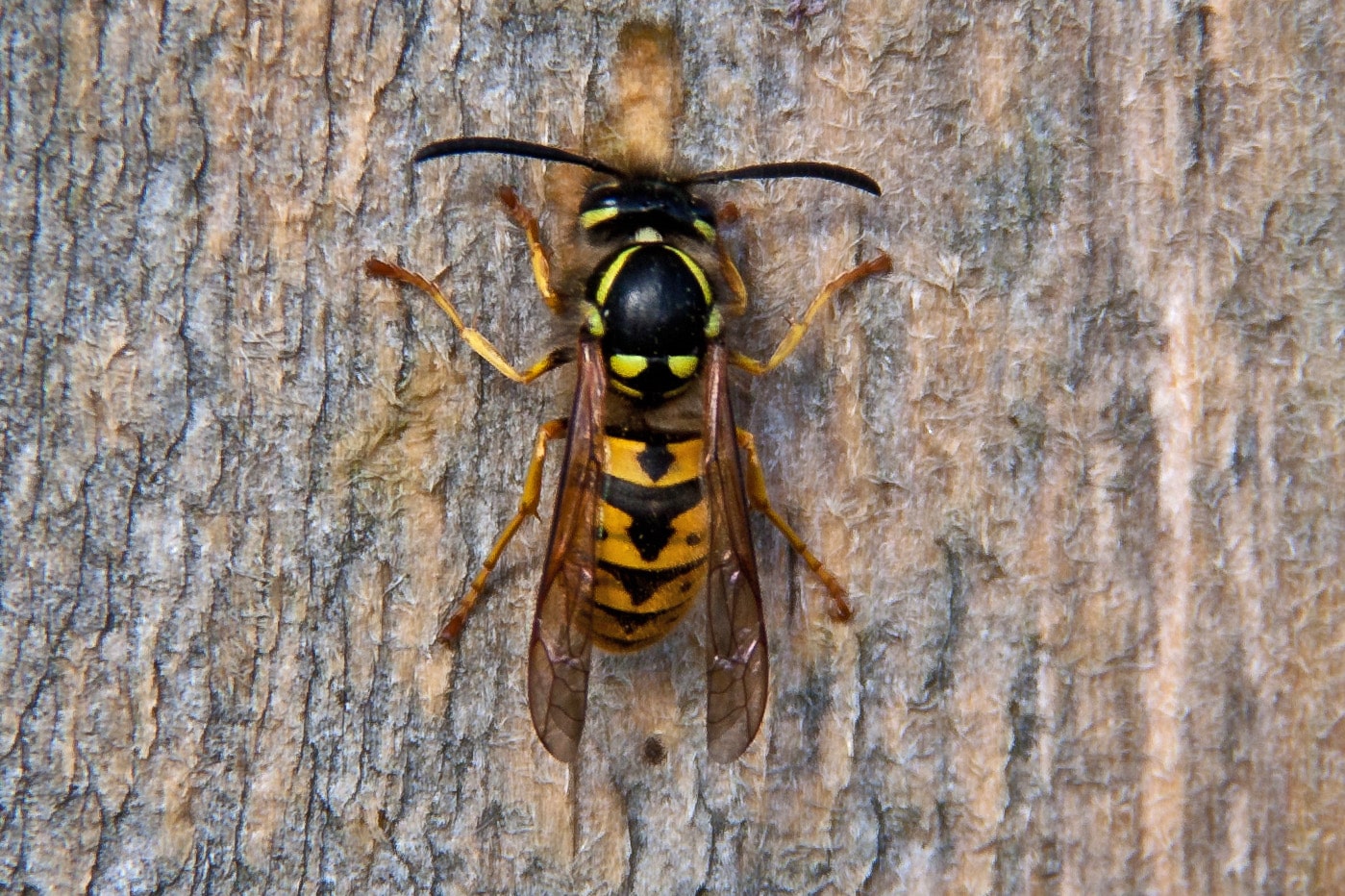 Wasp on tree
