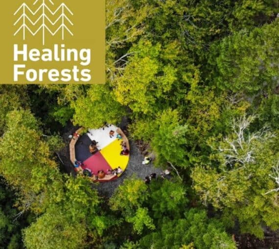Introduction to Healing Forests thumbnail