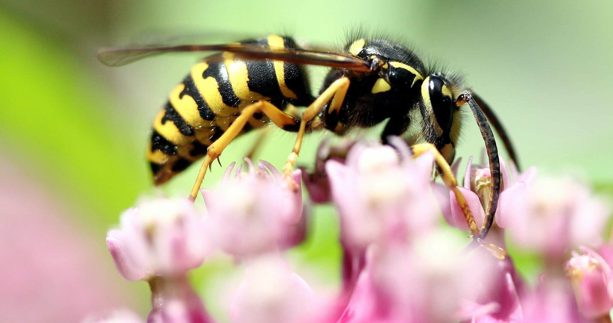 Wasp on pink flowers