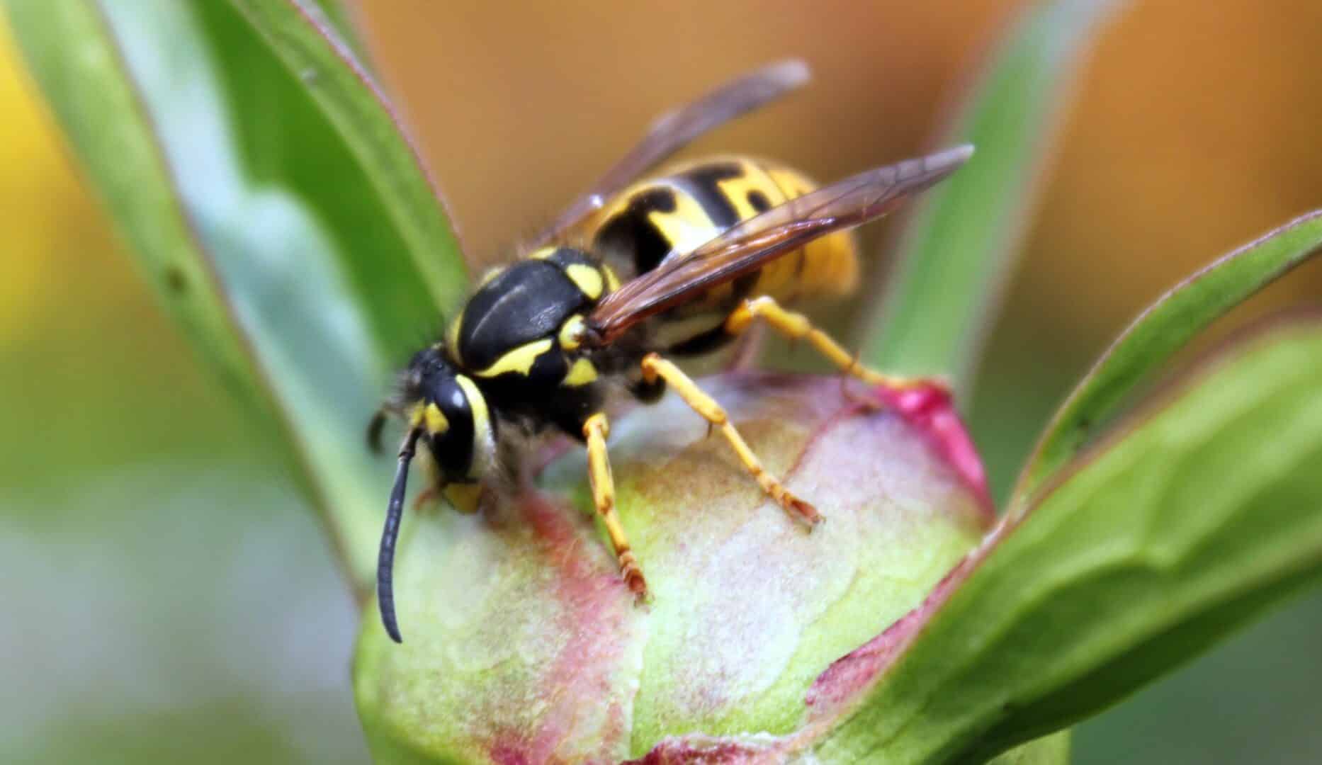 Wasp on a plant bud