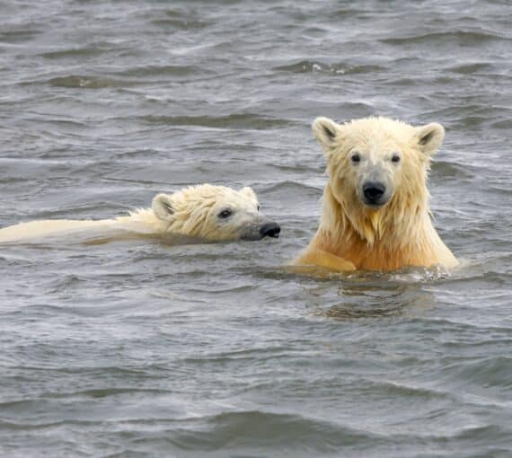 Climate change could melt ice that polar bears live on