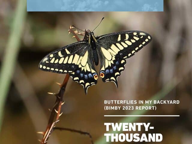 Butterflies in My Backyard Report — Twenty thousand reasons to
